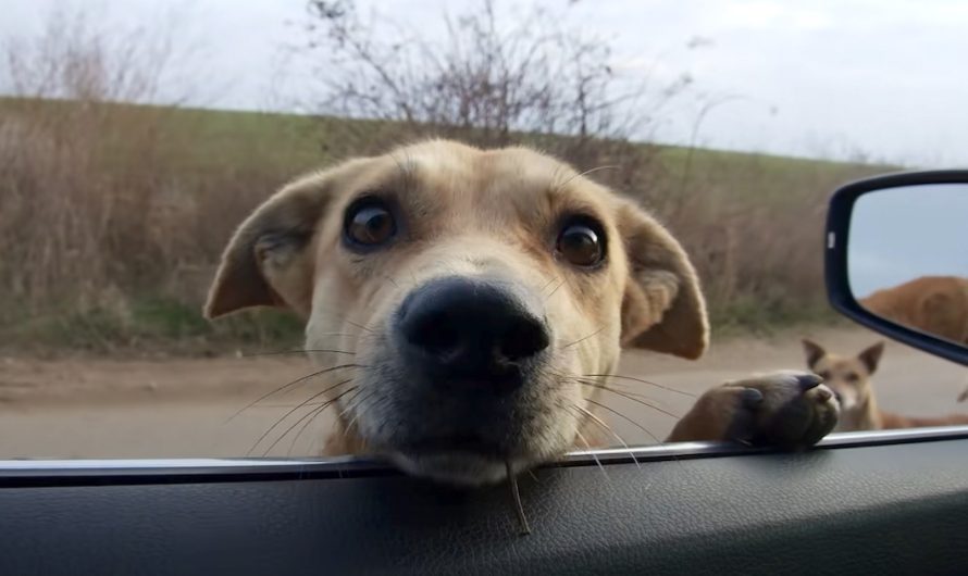Stray Dogs Stop Woman’s Vehicle, And She Can Not Just Drive Away