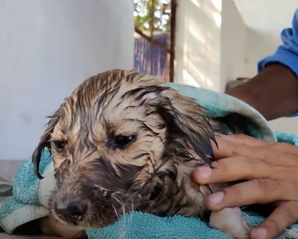 they did their finest to assist the dog and to give him treatment to be better