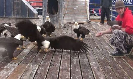 The Alaskan Man Feeds Big Group Of Bald Eagles.
