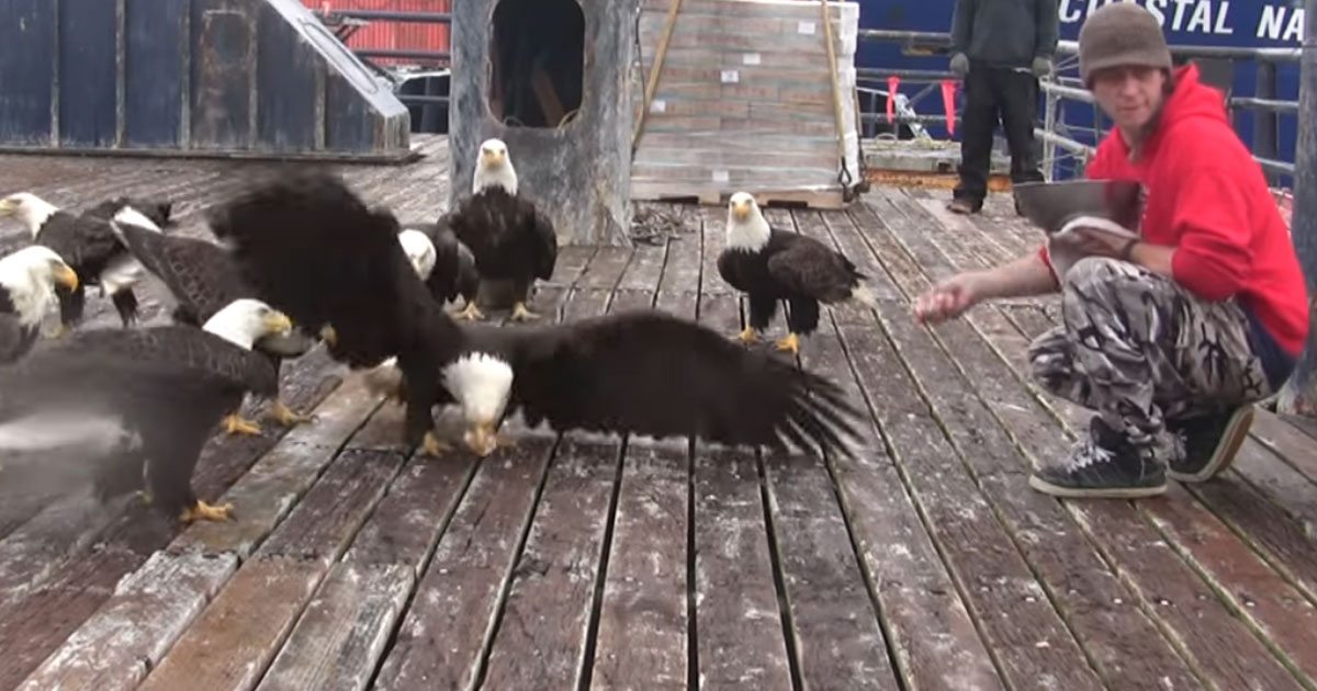 The Alaskan Man Feeds Big Group Of Bald Eagles.