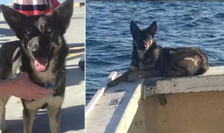 The Dog Found Alive After 5 Weeks Missing In Pacific Ocean