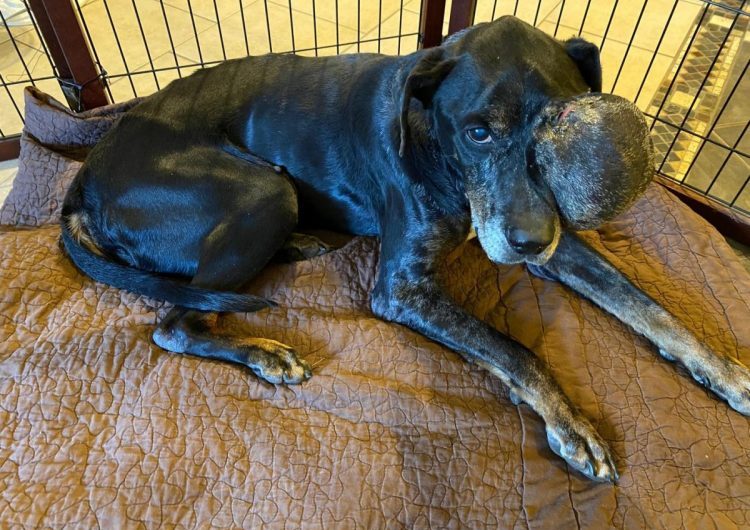 The Stray Dog With A Tumor Who Found Love In His Final Days Until His Last Breath