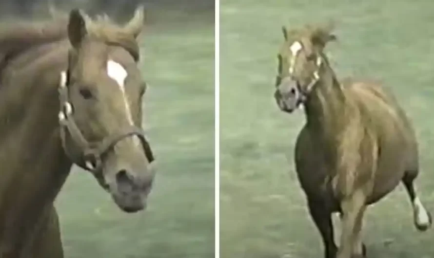 The Twelve-Year-Old Secretariat Running Like A Colt