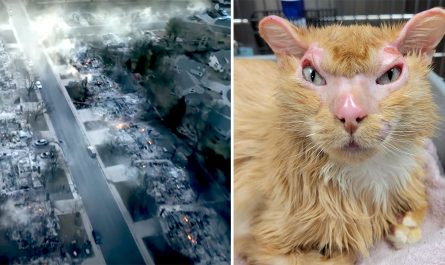 This Cat Survived the Marshall Fire; Now Rescuers Wish To Find His Family