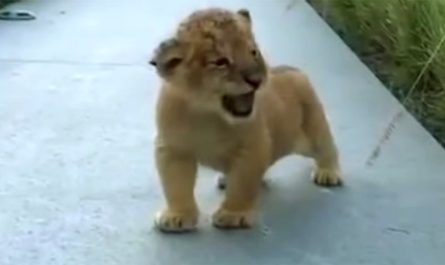 Tiny lion cub practiced his roar for visitors-- try not to laugh when you listen to the sound he makes