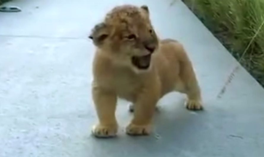 Tiny lion cub practiced his roar for visitors – try not to laugh when you listen to the sound he makes