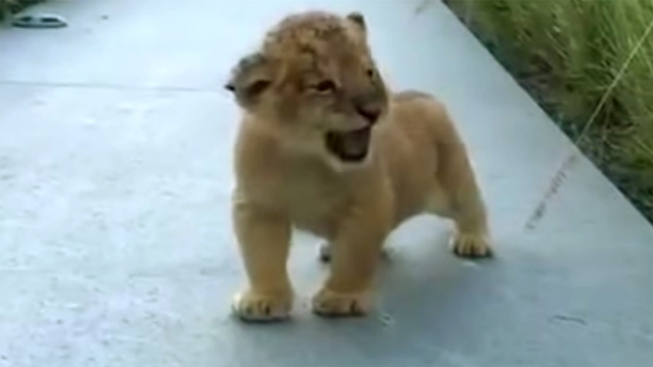 tiny-lion-cub-practiced-his-roar-for-visitors-try-not-to-laugh-when