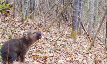Trail Camera Captures The First Howls Of An Adorably Tiny Wolf Pup