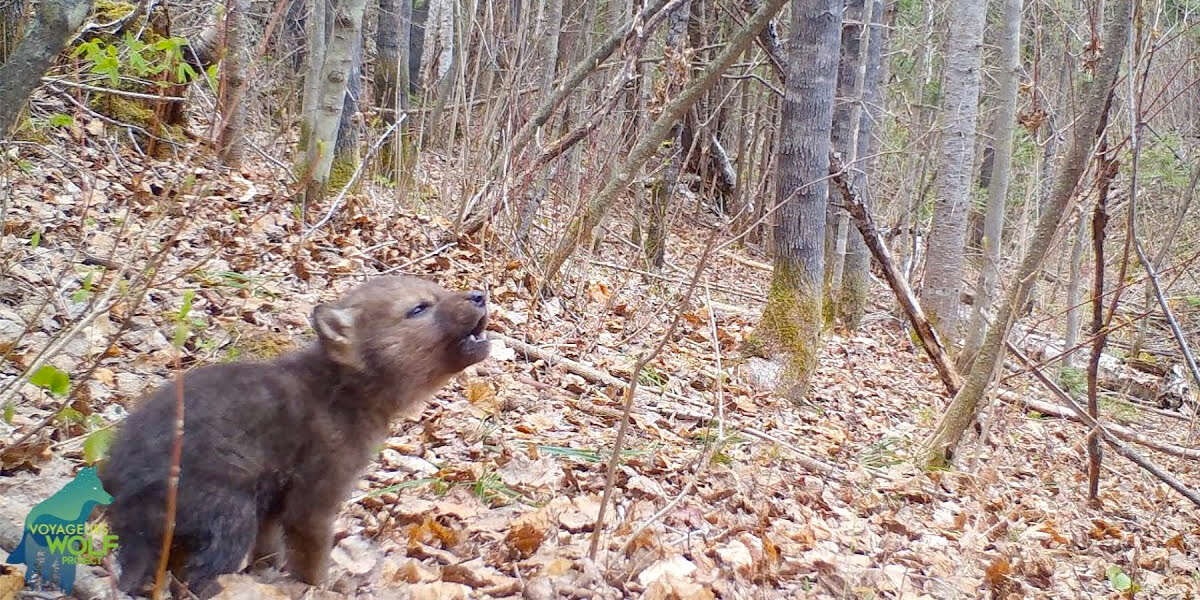 Trail Camera Captures The First Howls Of An Adorably Tiny Wolf Pup