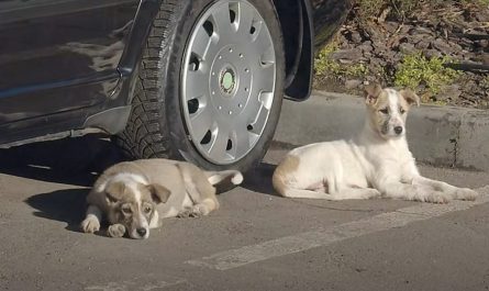 Two Puppies Were Abandoned In A Parking Lot And Left To Wonder