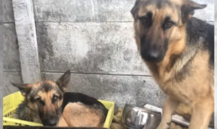 Two Rescued German Shepherds Find Loving Forever Homes