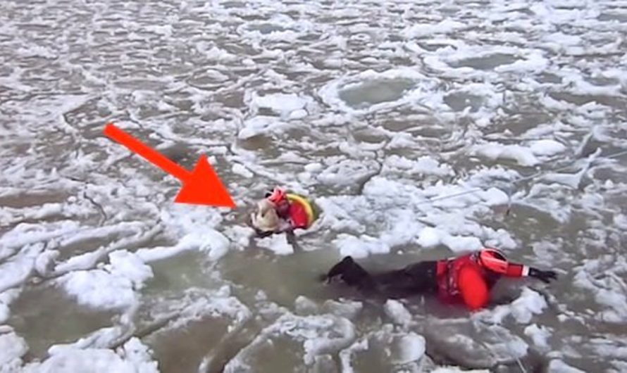 United State Coast Guard Comes To The Rescue Of Dog Stuck On The Ice 8 Kilometers From Coast On Lake St. Clair