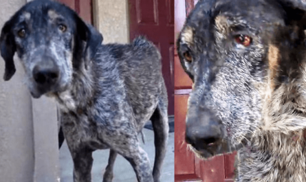 Unwanted Canine Gets Abandoned Again & Again And He Is Scared And Sad