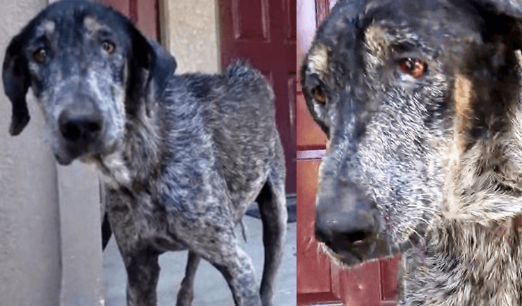 Unwanted Canine Gets Abandoned Again & Again And He Is Scared And Sad