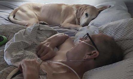 Veteran With Cancer And His Faithful Labrador Dog Pass Away The Same Day