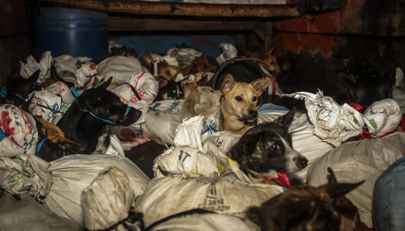 Video Shows 53 Dogs Headed for Meat Indonesian slaughterhouse Being Rescued