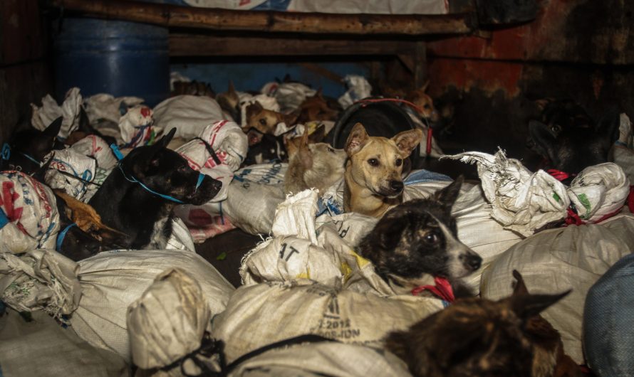 Video Shows 53 Dogs Headed for Meat Indonesian slaughterhouse Being Rescued