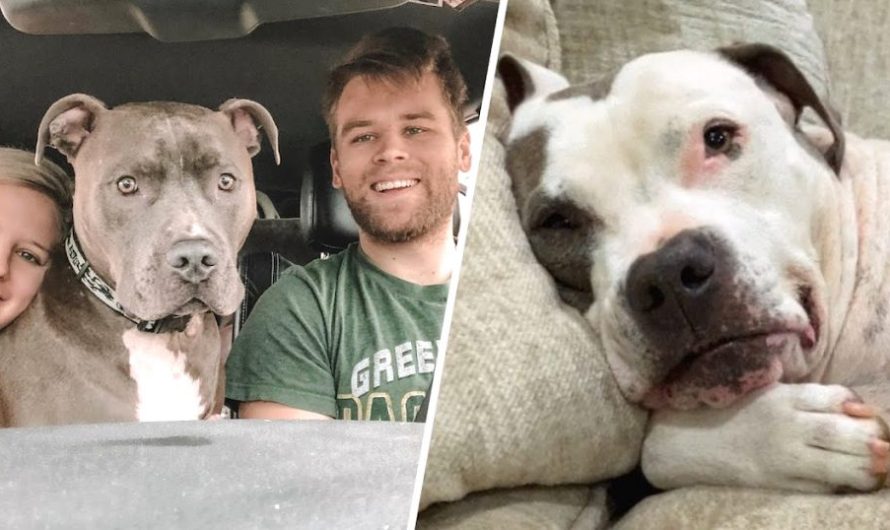 When Their 120-Pound Dog Learns He’s Getting A Bro From The Shelter