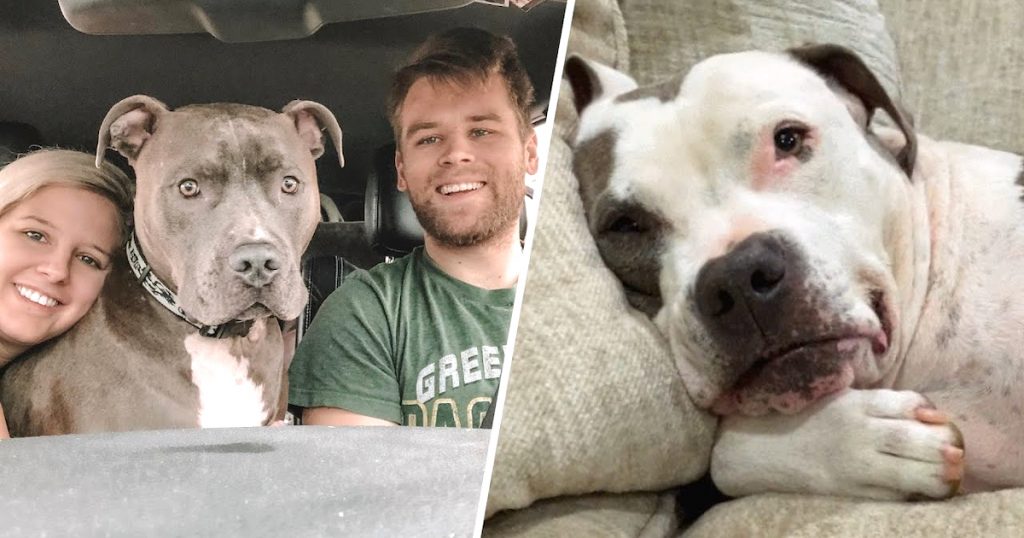 When Their 120-Pound Dog Learns He's Getting A Bro From The Shelter