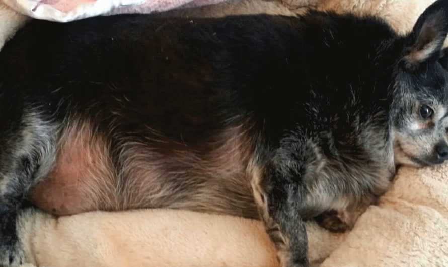 Woman Finds An Overweight Chihuahua And Gasps Out Loud