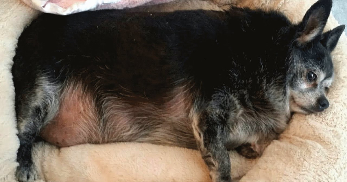 Woman Finds An Overweight Chihuahua And Gasps Out Loud