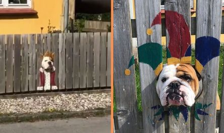 Woman Paints Fence For Nosy Bulldog - Passerby's Find It Hilarious