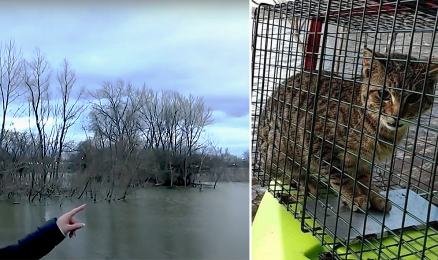 Woman Spots Cat Stranded on Island on Social Network, Sets out in Her Kayak