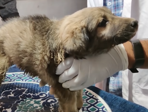 his leg was in dangerous case, but the vet did all what id needed to help him. 