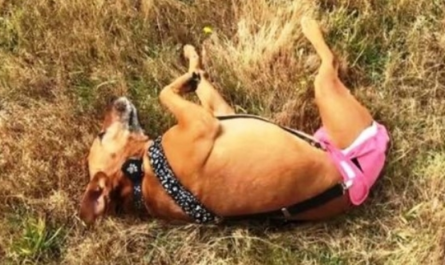 3-Legged Dog Was Used As Bait Dog & After That Dumped, They Cried When They Found Her