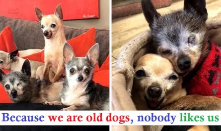 4 Senior Chihuahuas At Sanctuary Without A Single Tooth, Adopted All Together