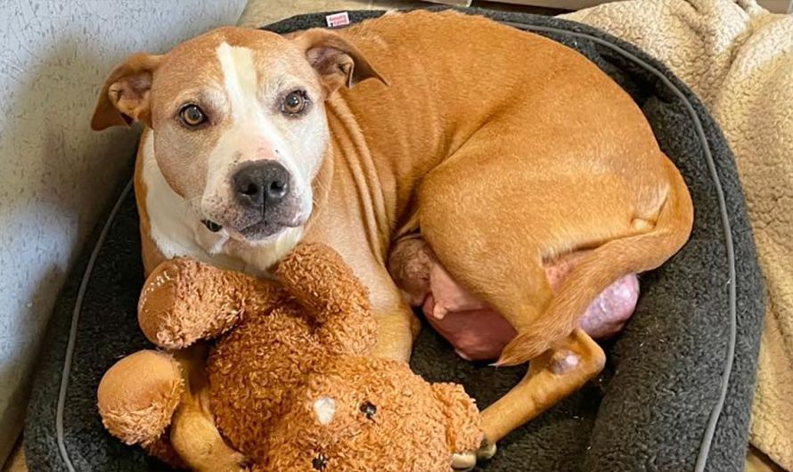 A Caring Home Is Being Sought For A Dog With Terminal Disease Who Has Spent Her Entire Life Outside