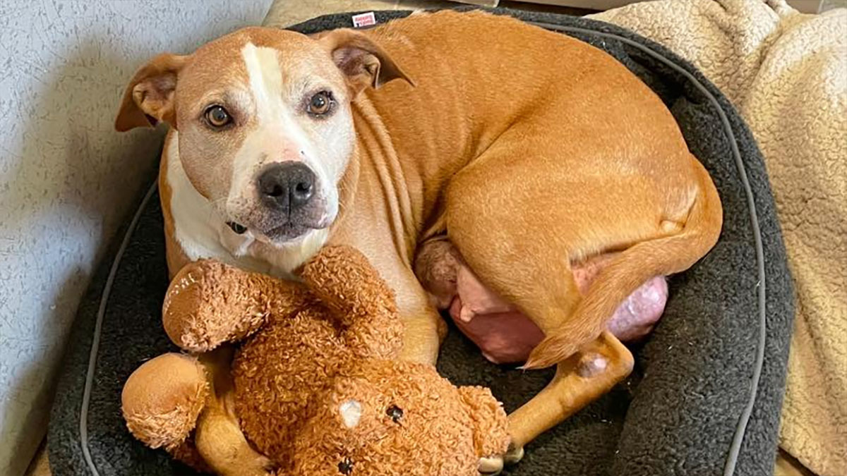 A Caring Home Is Being Sought For A Dog With Terminal Disease Who Has Spent Her Entire Life Outside