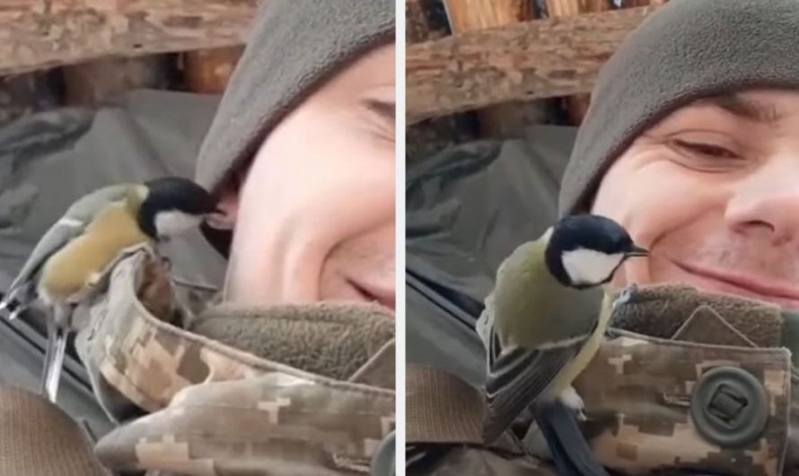 A Tiny Bird Brings A Ray Of Light To A Ukraine Soldier’s Face As He Endures In The Hardest Of Situations!