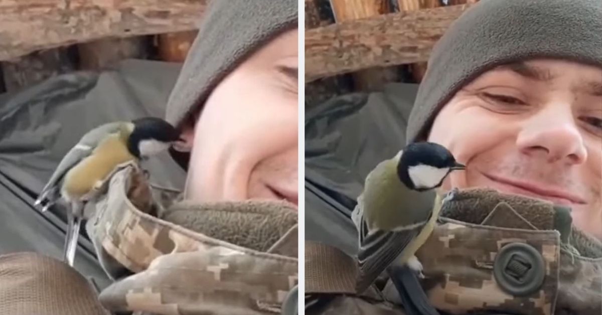 A Tiny Bird Brings A Ray Of Light To A Ukraine Soldier's Face As He Endures In The Hardest Of Situations!