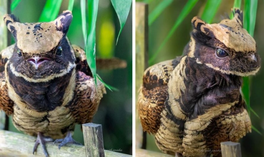 A Tiny Bird Does Its Finest To Be Wonderfully Menacing, At The Same Time, Trying To Show Fluffy Flying Dragons Do Exist!