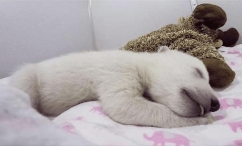 Abandoned Baby Polar Bear Sleeping With A Stuffed Animal Makes Adorable Sounds