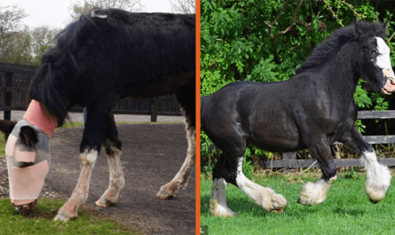 Acid Strike Pony Who Gotten 'World First' Operation Named Rescue Animal of Year