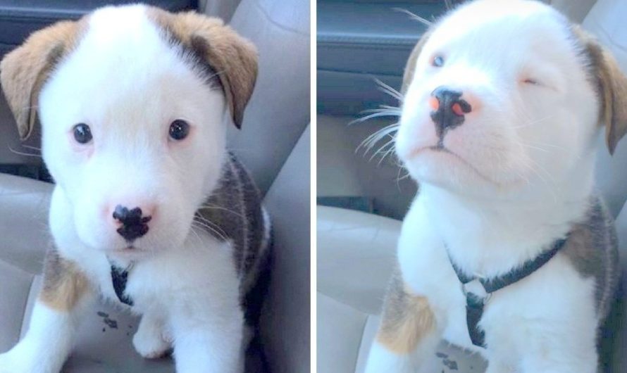 Adorable Puppy Hiccups For The First Time, Panics And Attempts To Make It Go Away