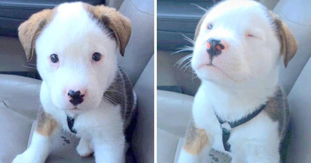 Adorable Puppy Hiccups For The First Time, Panics And Attempts To Make It Go Away