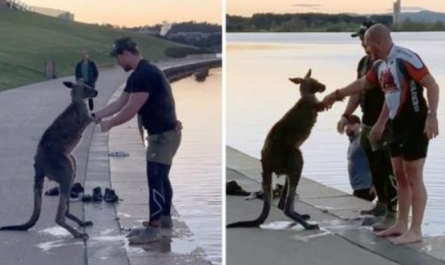 After Being Saved From Freezing Lake, Kangaroo Shakes Hands With His Rescuer