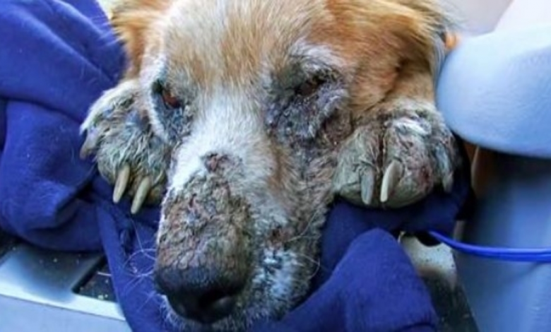 Ailing Homeless Dog Shut His Eyes, Knowing He Was Lastly Safe For First Time