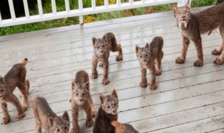 Alaskan Man Gets Up To Find Lynx Family Playing On His Porch