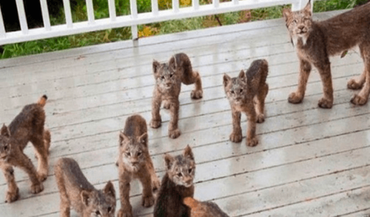 Alaskan Man Gets Up To Find Lynx Family Playing On His Porch
