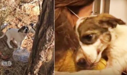 Baby Cried In Pain After Owner Left Her In Woods, Embraced Just Person Who Cared