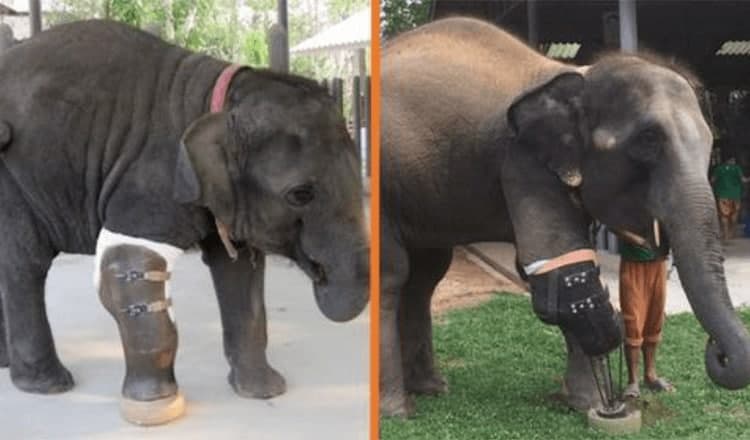 Baby Elephant Was Given Prosthetic Leg After Losing Leg To Landmine