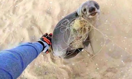 Baby Seal Stops To Thank His Rescuers For Freeing Him Before Rejoining His Family
