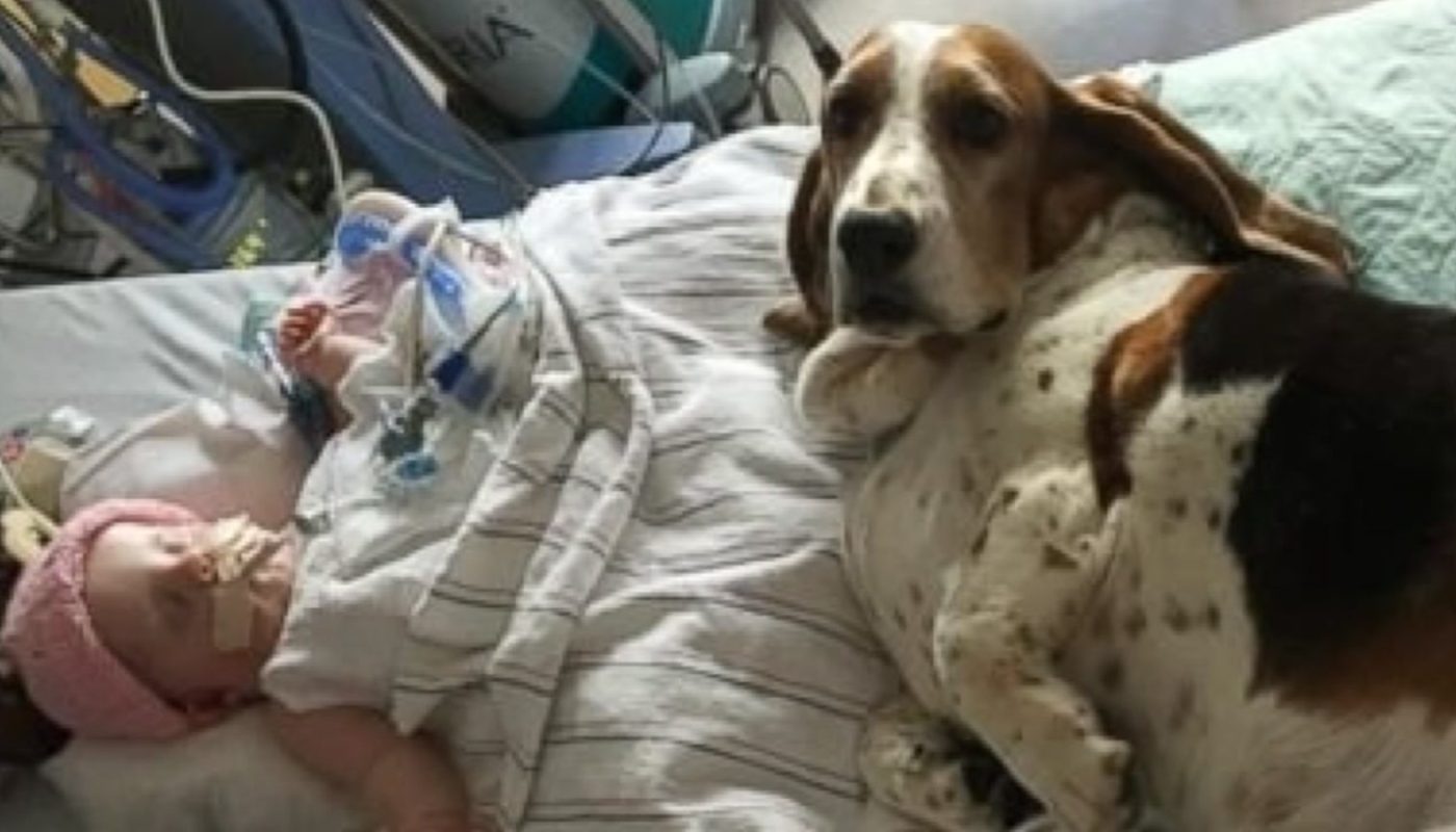 Basset Hounds Stay With Dying Baby