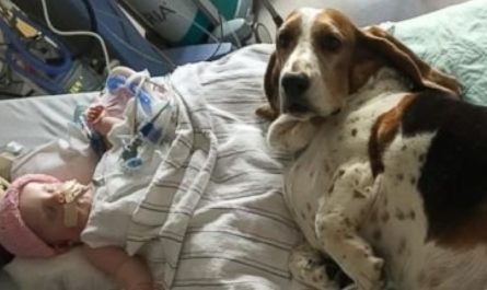 Basset Hounds Stay With Dying Baby