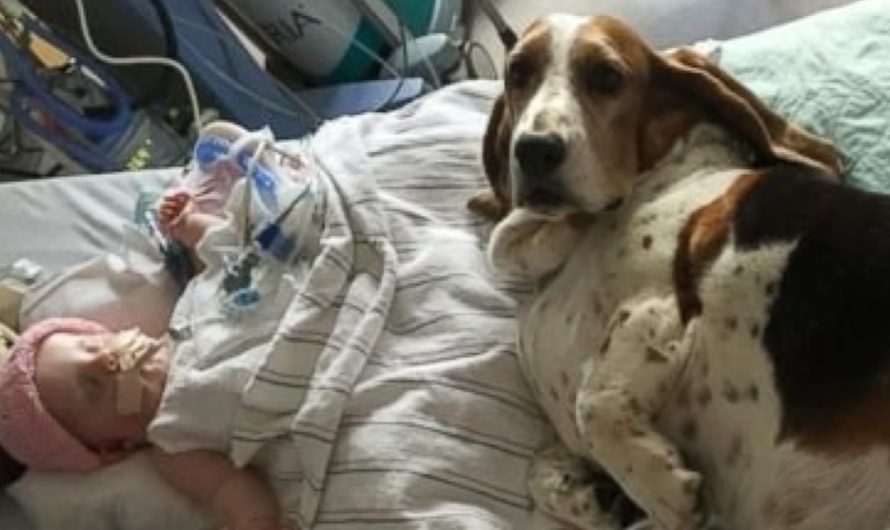 Basset Hounds Stay With Dying Baby Till She Takes Her Final Breath