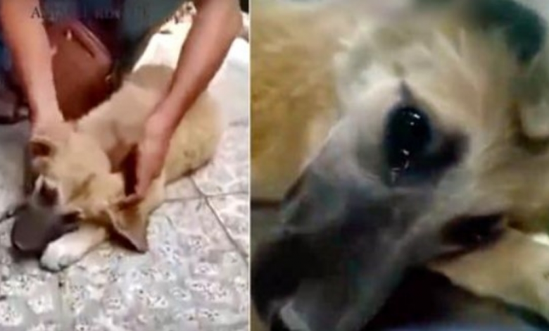 Battered By Man High On Drugs, Street Young Puppy Shed Real Tears When She Felt Secure